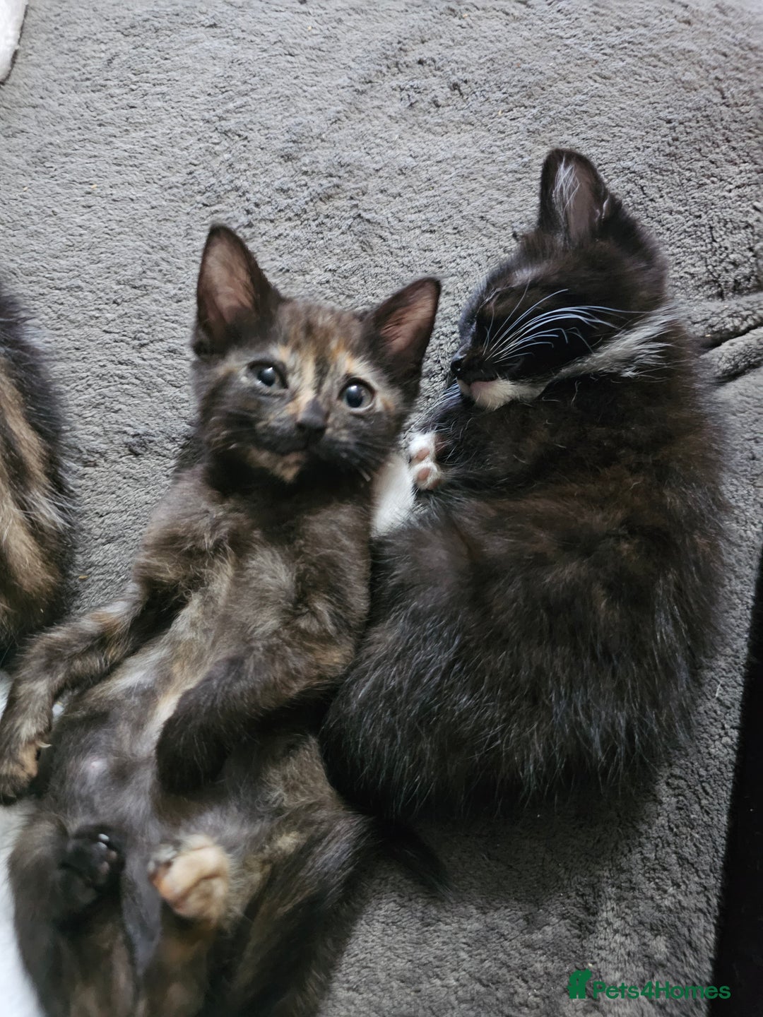 Mixed Breed cats for sale: Adorable kittens for sale - Advert 7