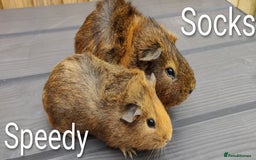 Guinea Pig rodents for sale: Happy, Healthy, Handsome & Confident Pet Boars - Image 5