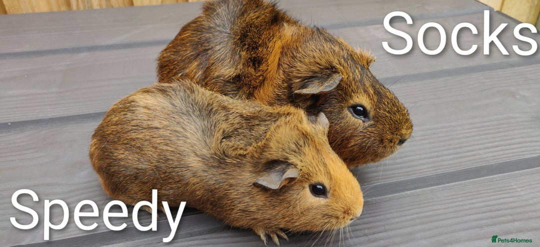 Guinea Pig rodents for sale: Happy, Healthy, Handsome & Confident Pet Boars - Image 5