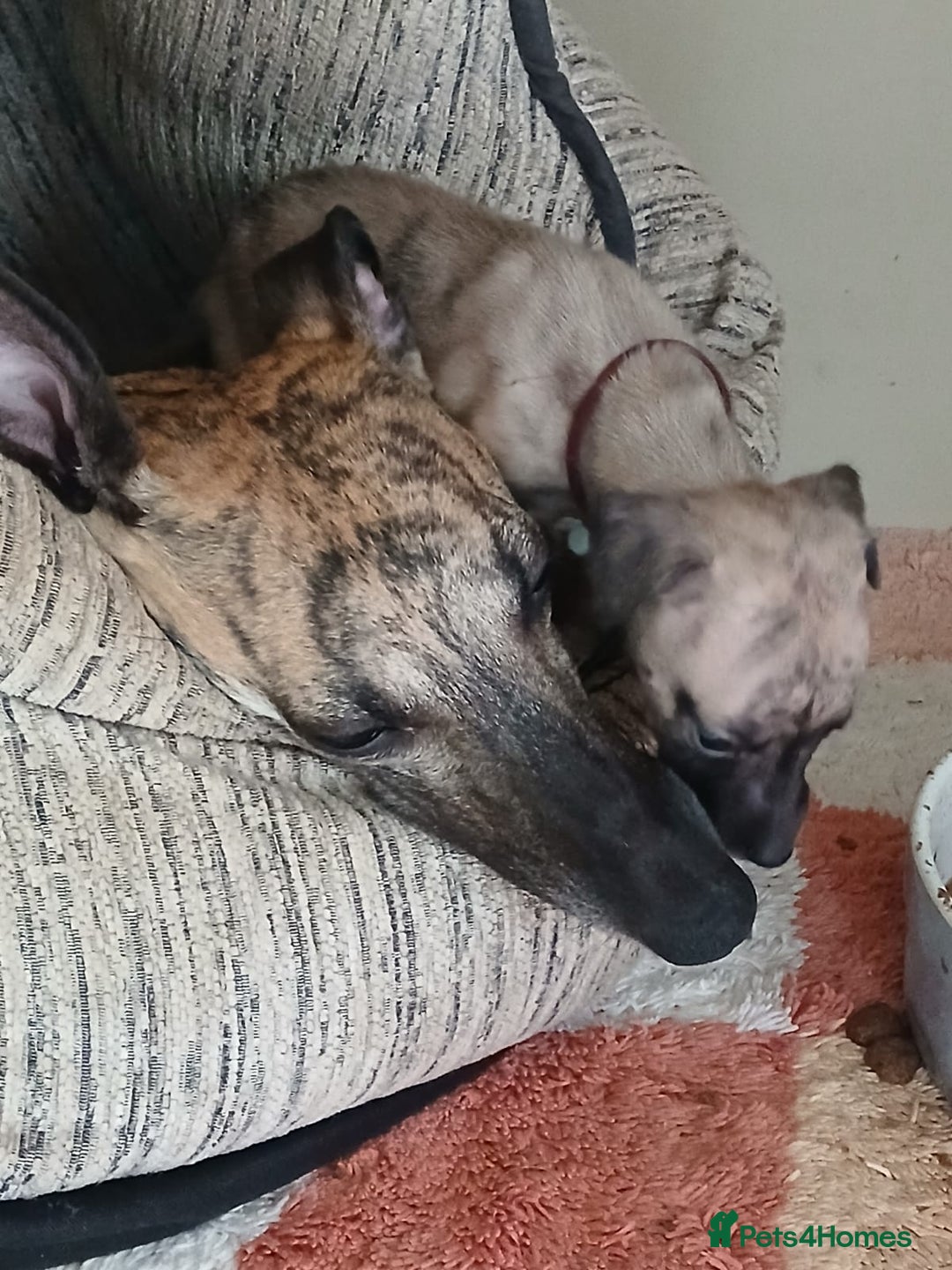 Whippet dogs for sale: Gloriously gorgeous puppies. Beautiful brindles. - Image 8
