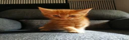 Mixed Breed cats for sale: Beautiful Kittens  - Advert 5