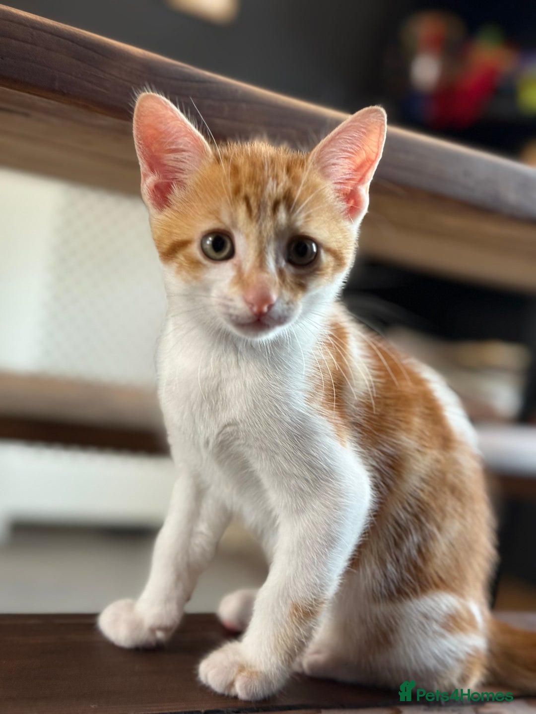 Domestic Shorthair cats for sale: Family-Raised Kittens, Friendly, Playful Ready Now - Image 14