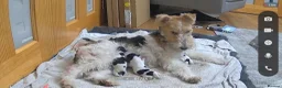 Fox Terrier dogs for sale: Wired fox terrier puppies  - Advert 4