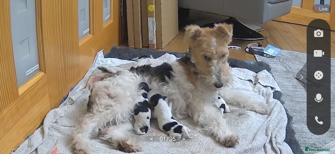 Fox Terrier dogs for sale: Wired fox terrier puppies  - Advert 4