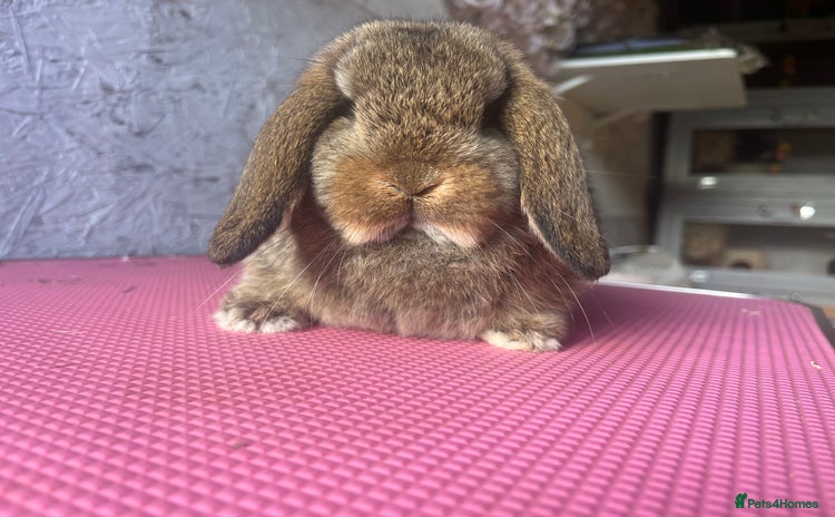 Mini Lop rabbits Pure mini lop  - Advert 1