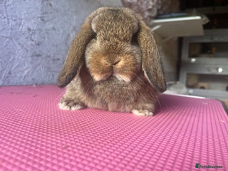 Mini Lop rabbits Pure mini lop - Advert 1