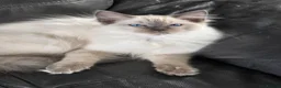Ragdoll cats for sale: pedigree Ragdoll  - Advert 15
