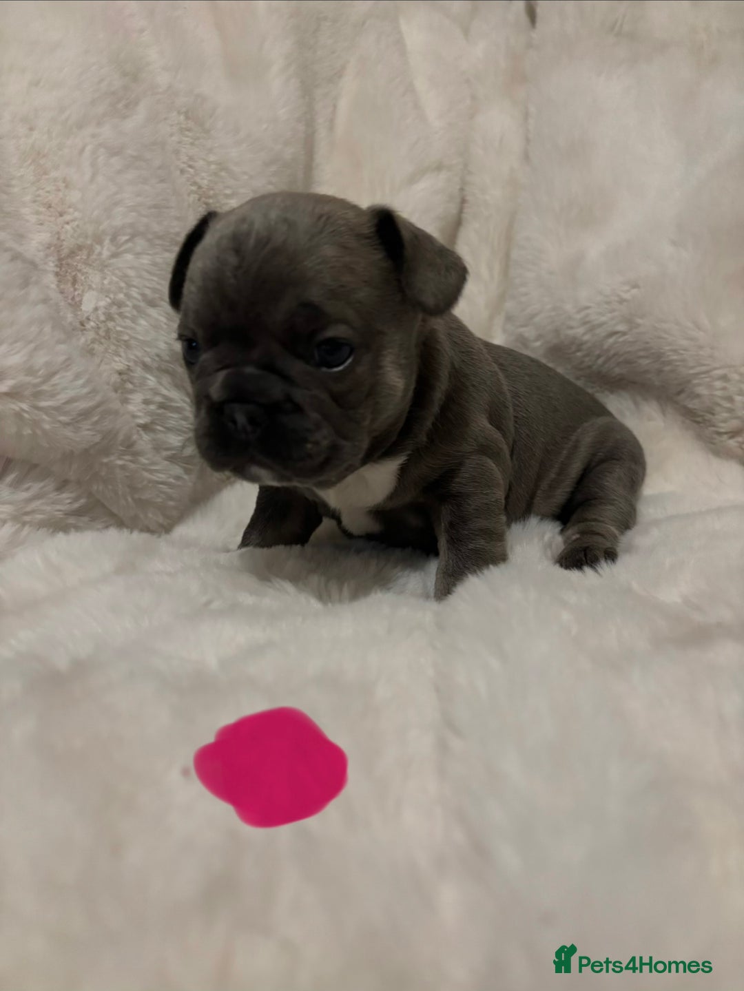 French Bulldog dogs for sale: French bulldog #fluffy#kc - Advert 8
