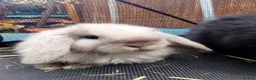 Mini Lop rabbits for sale: Mini Lop Bunnies Ready to leave 12/05 - Advert 27