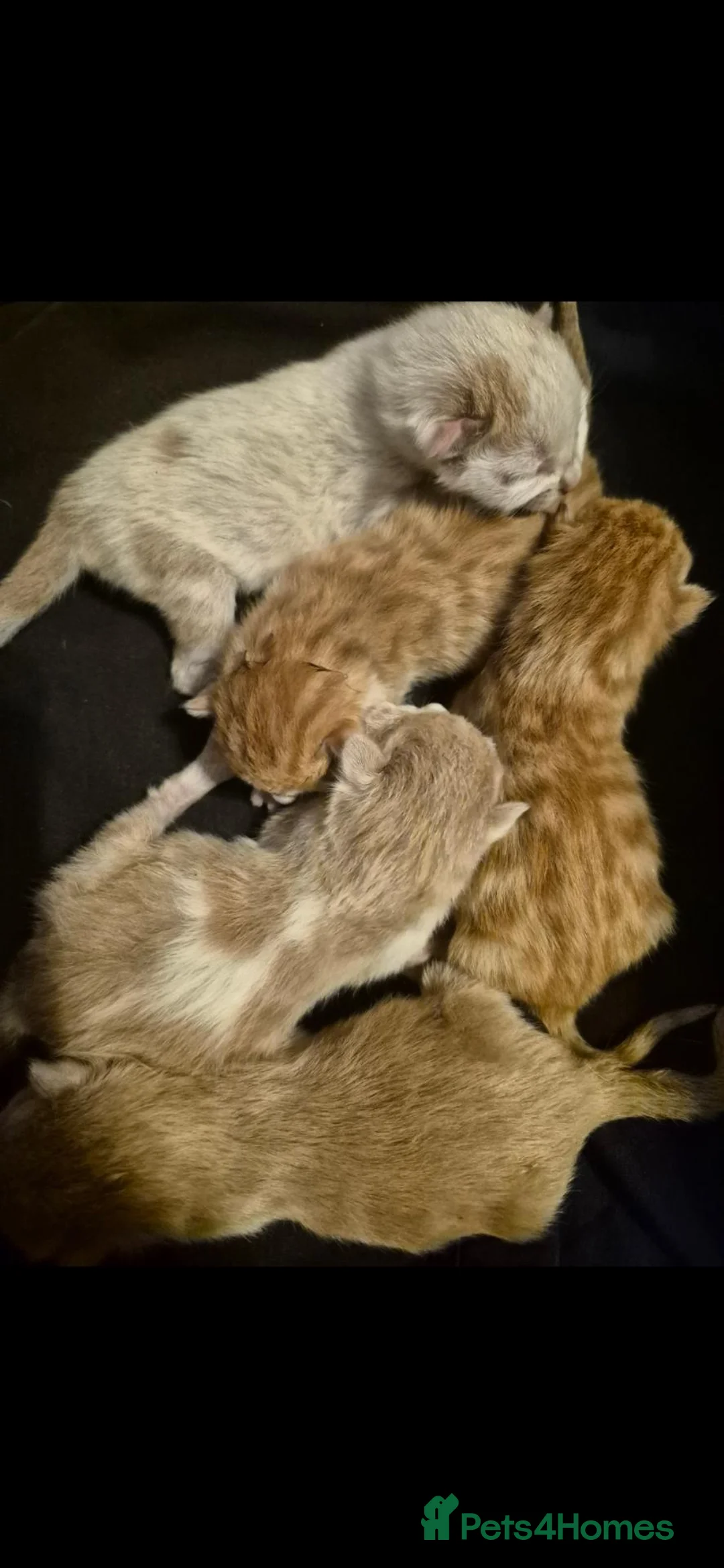 Mixed Breed cats for sale: Kittens for sale - Advert 6