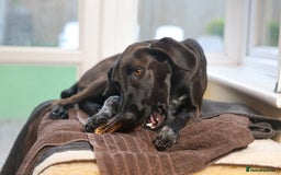 Mixed Breed dogs for adoption: Pretty Pretzel - Image 3