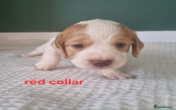 Cocker Spaniel dogs for sale: Beautiful cocker spaniel puppies - Image 9