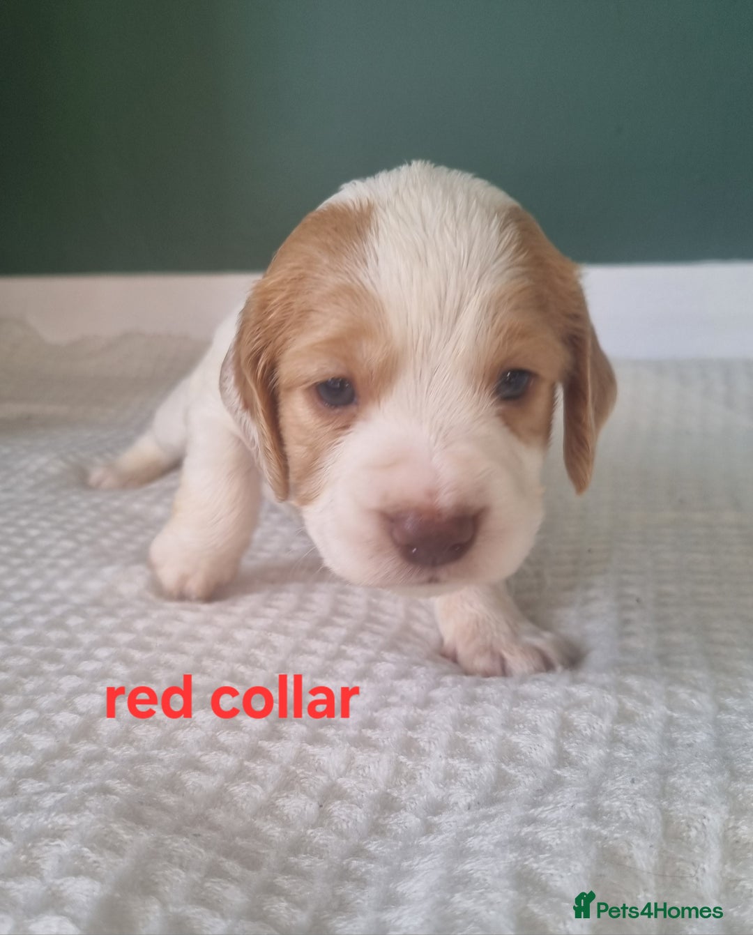 Cocker Spaniel dogs for sale: Beautiful cocker spaniel puppies - Image 9