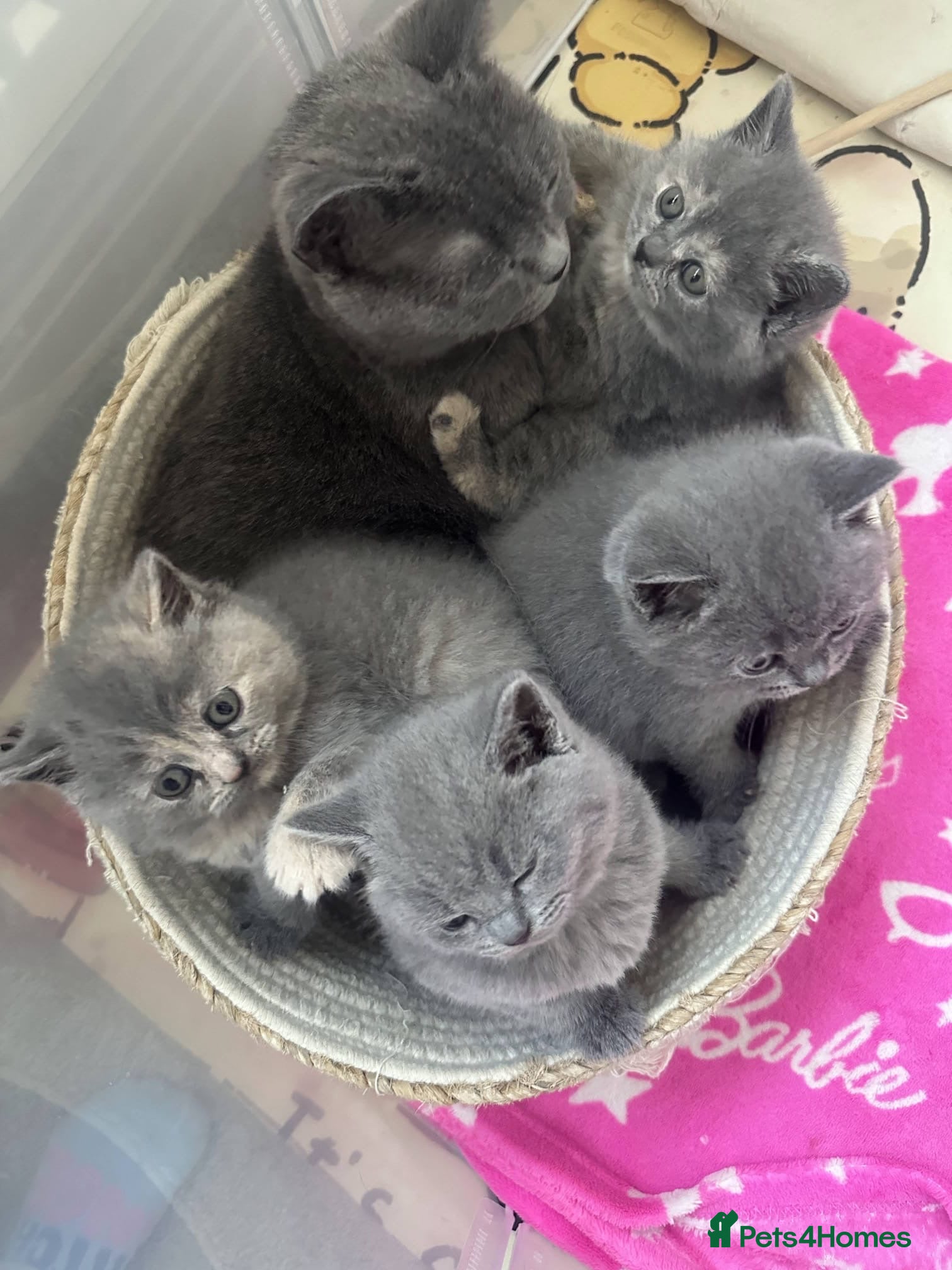 British Shorthair cats GCCF Registered 2 Kitties Left- Ready to Go - Advert 1