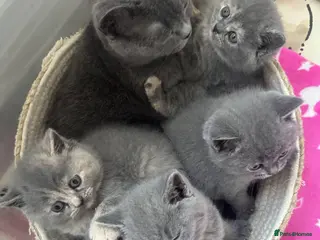 British Shorthair cats GCCF Registered 2 Kitties Left- Ready to Go - Advert 4