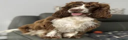 Cocker Spaniel dogs for sale: ONLY 1 STUNNING SHOW COCKER SPANIEL BOY LEFT !  - Advert 9