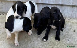 Cocker Spaniel dogs for sale: Cocker Spaniel Puppies  - Image 6