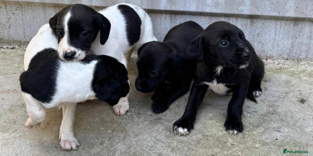 Cocker Spaniel dogs for sale: Cocker Spaniel Puppies  - Image 6