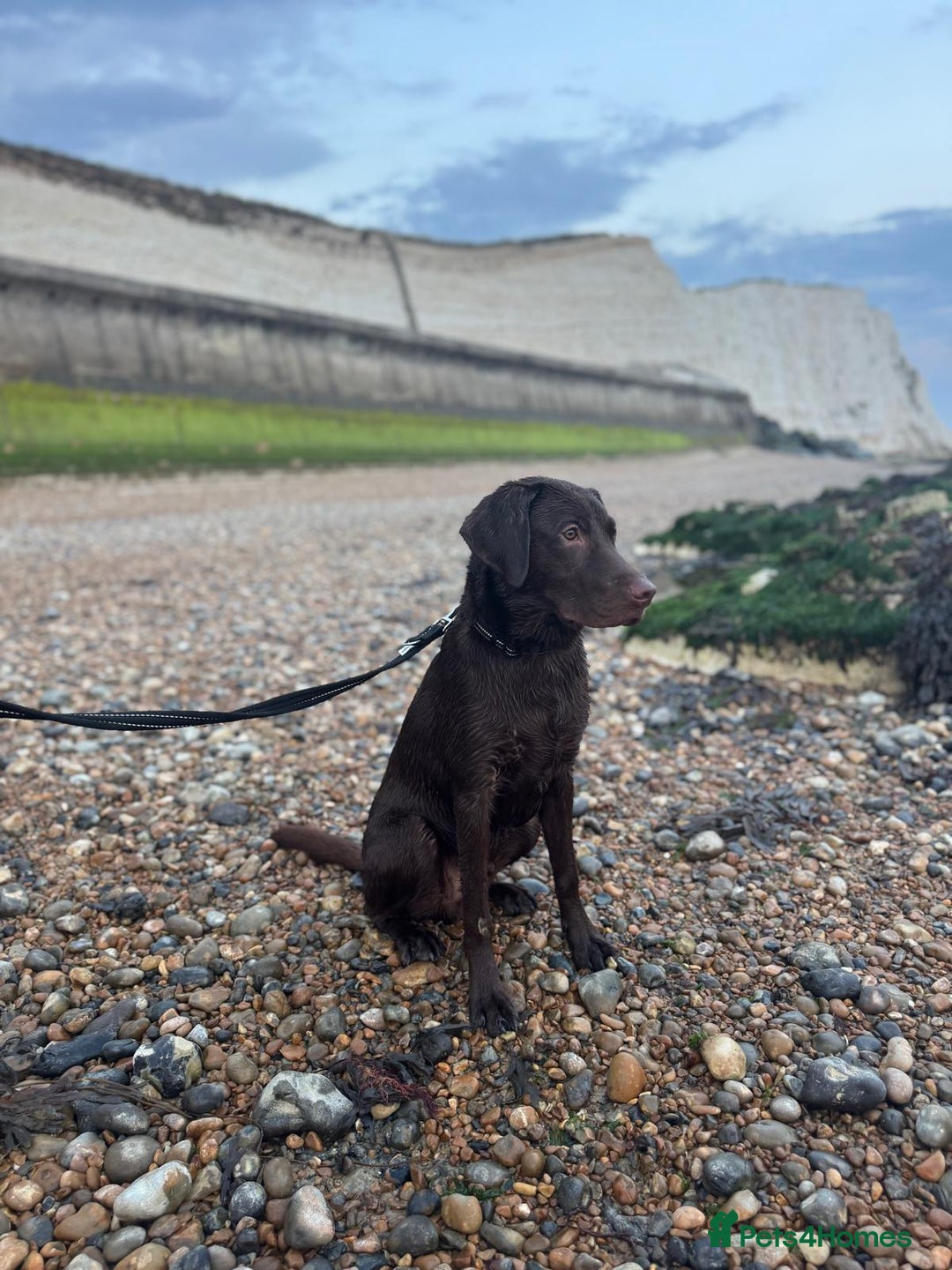 Labrador Retriever dogs for sale: Chocolate Labrador  - Advert 7