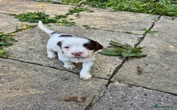 Mixed Breed dogs for sale: Springer spaniel puppies  - Image 13