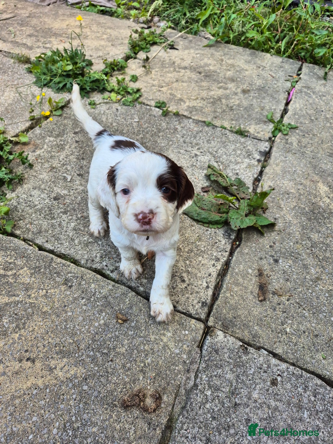 Mixed Breed dogs for sale: Springer spaniel puppies  - Image 13