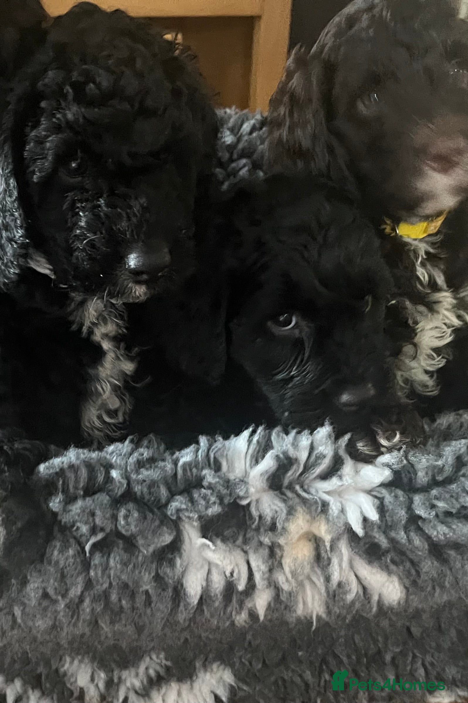 Cockapoo dogs Beautiful cockapoo puppies! - Advert 16