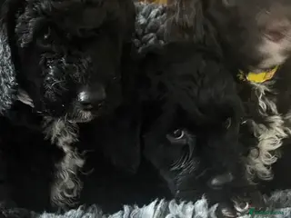 Cockapoo dogs Beautiful cockapoo puppies! - Advert 16