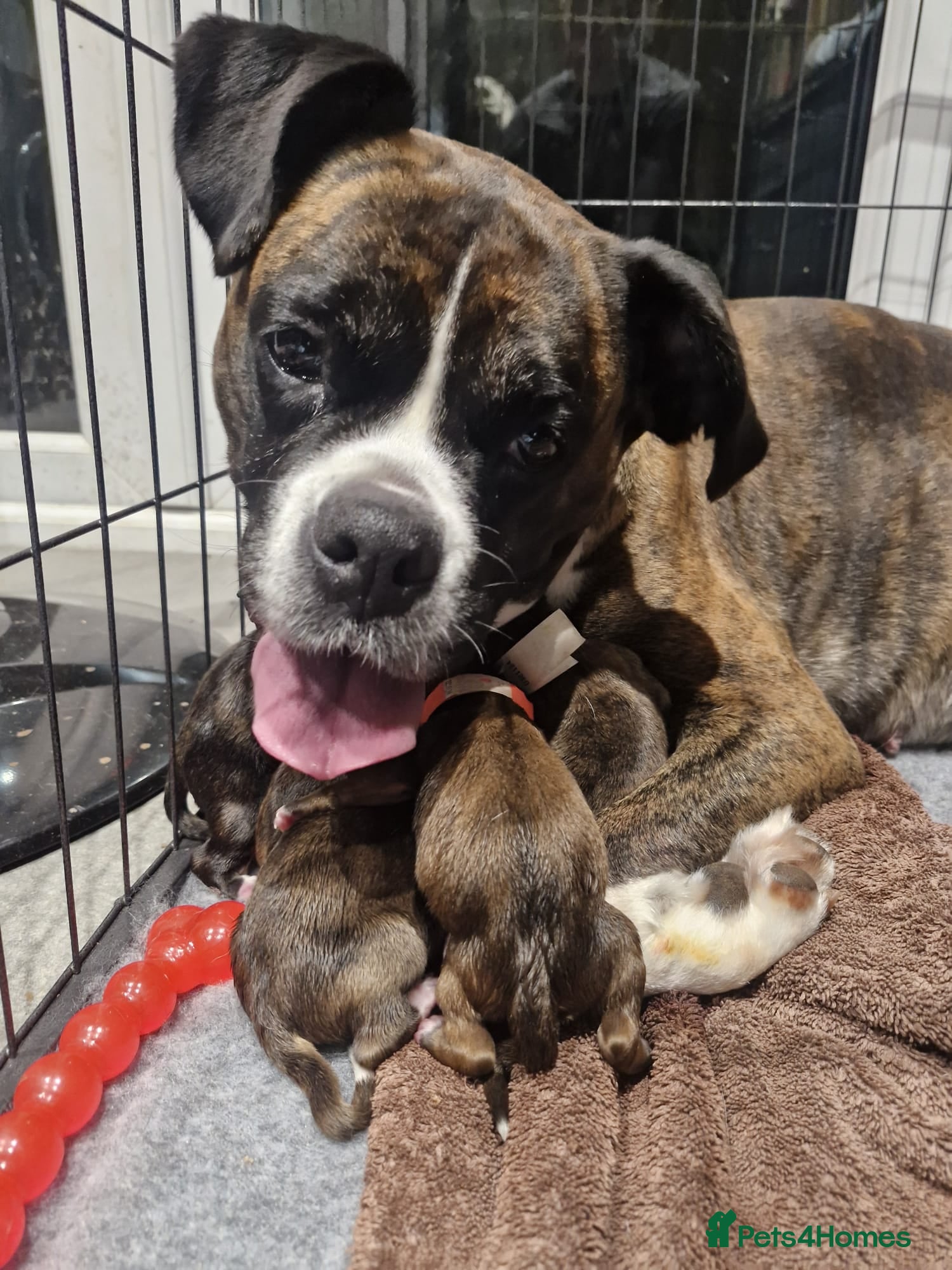 Boxer dogs Beautiful Pedigree Boxer Pups - Advert 6