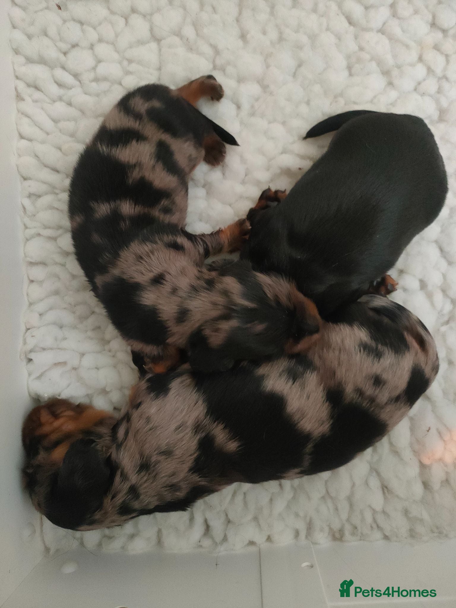 Miniature Dachshund dogs Beautiful litter of mini long coat Dachshunds  - Advert 2