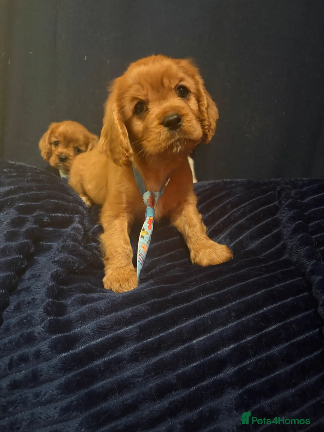 Cavalier King Charles Spaniel dogs for sale: Beautiful King Charles spaniels boys - Advert 1
