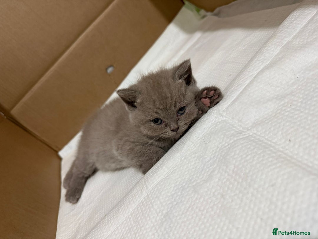 British Shorthair cats for sale: British shorthair kitten - Advert 5