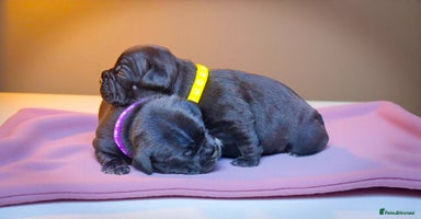 Staffordshire Bull Terrier dogs - Advert 14