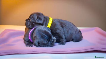 Staffordshire Bull Terrier dogs - Advert 13