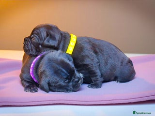 Staffordshire Bull Terrier dogs - Advert 2