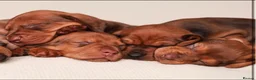 Dachshund dogs for sale: Dachshund choc-based-red puppies available now!! - Advert 15