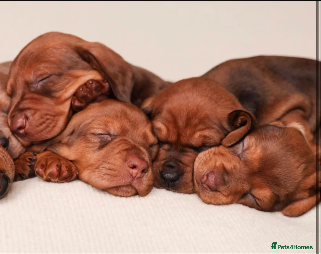 Dachshund dogs for sale: Dachshund choc-based-red puppies available now!! - Advert 15