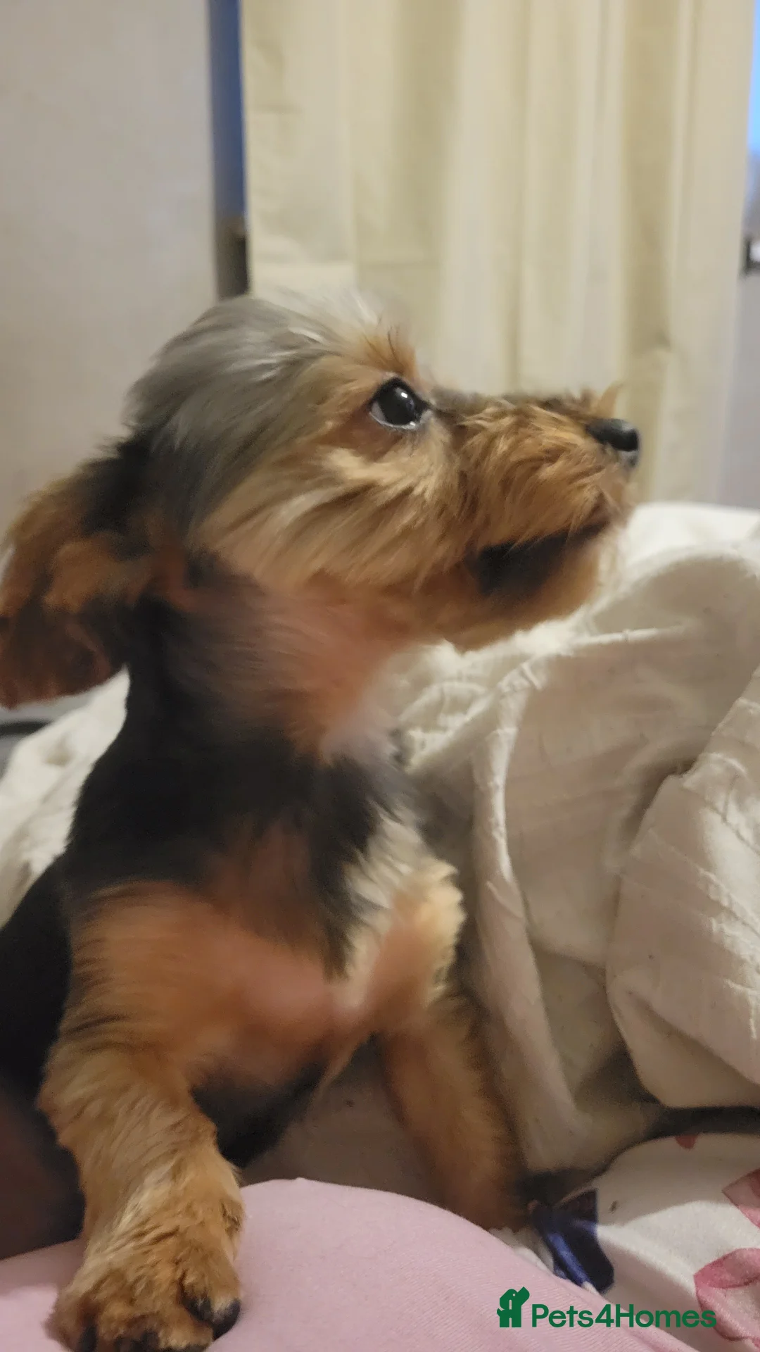 Yorkshire Terrier dogs for sale: Beautifully boy yorkshire terrior  - Advert 2
