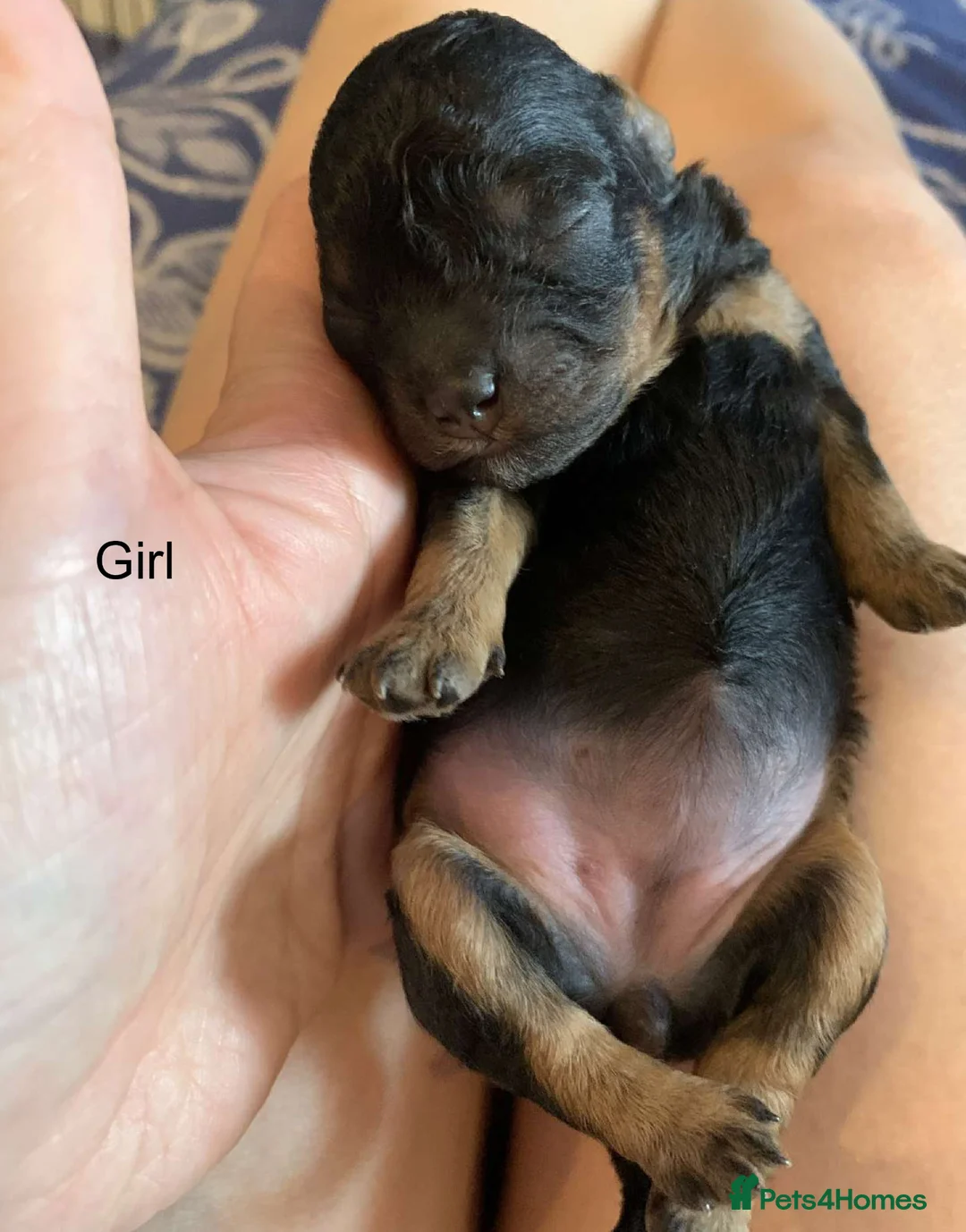 Toy Poodle dogs for sale: Asian Toy Poodle Puppies for Loving Homes ❤️🐶 - Advert 2