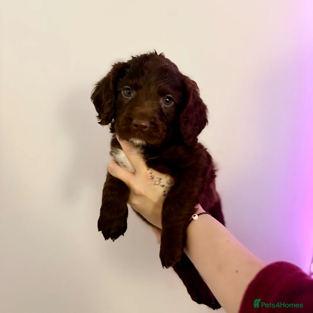 Springador dogs for sale: 15 Week Old Springador Pup  - Advert 2