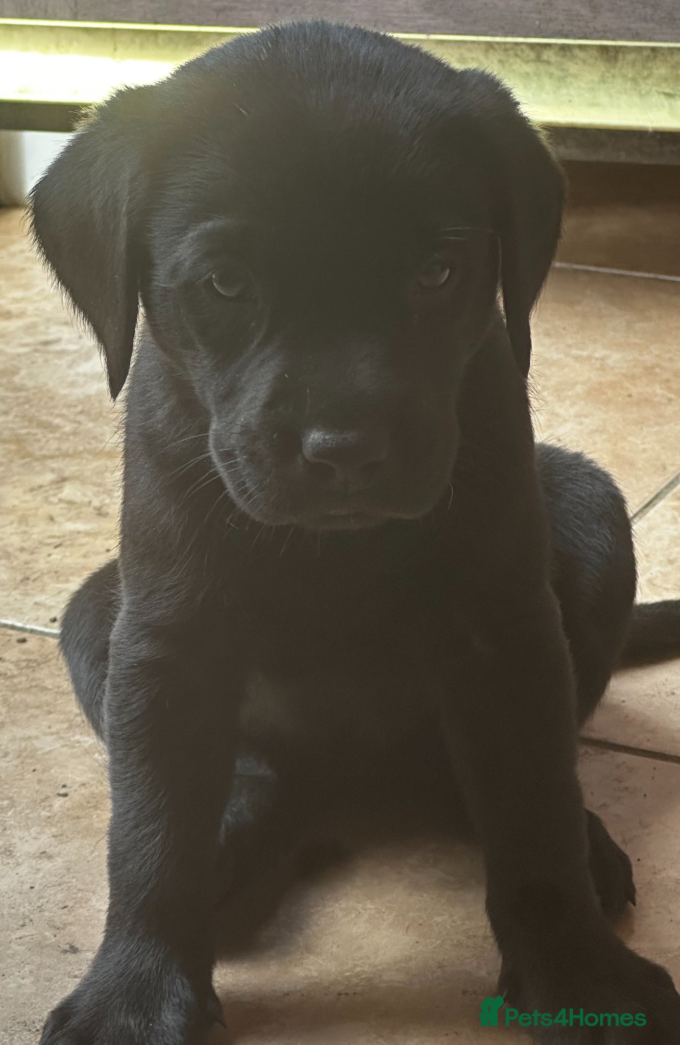 Labrador Retriever dogs Top Quality Pups From Working Line Parents  - Advert 1