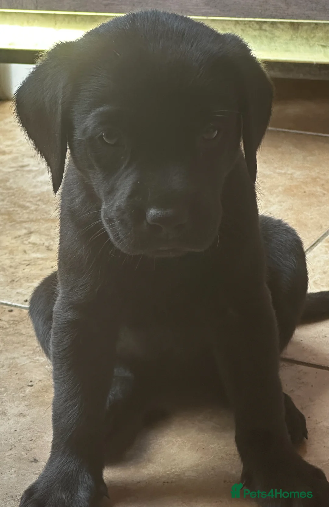 Labrador Retriever dogs for sale: Top Quality Pups From Working Line Parents  - Advert 1