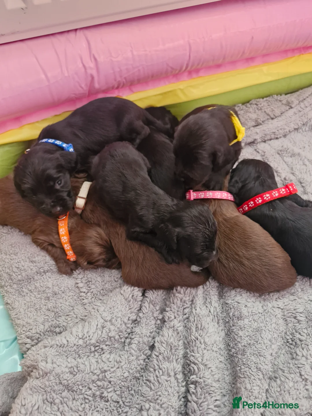 Sprocker dogs for sale: Sprocker puppies - Advert 2
