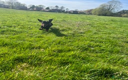 Miniature Dachshund dogs for stud: Miniature Black and Tan (crufts qualified) in Bridge of Weir - Image 4