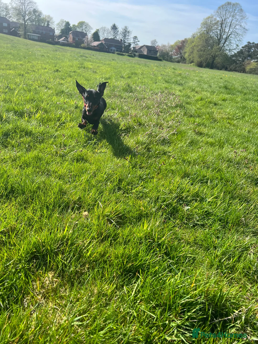 Miniature Dachshund dogs for stud: Miniature Black and Tan (crufts qualified) in Bridge of Weir - Advert 4