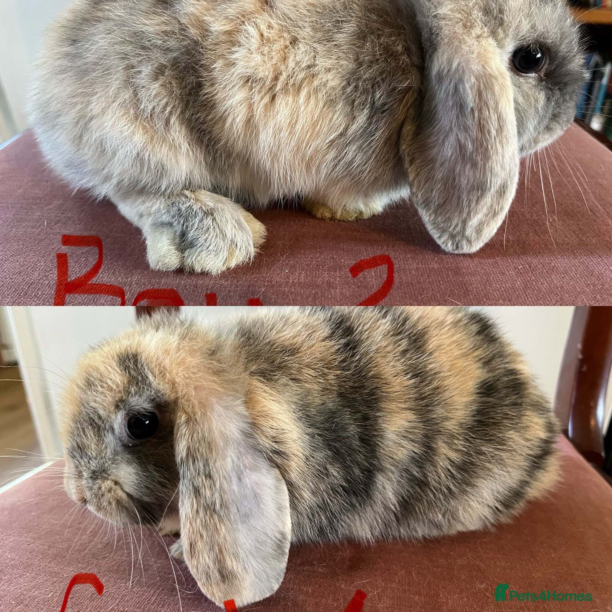 Mini Lop rabbits Beautiful Mini Lop Babies - Advert 1