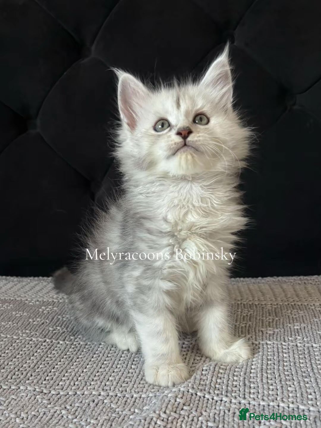 Maine Coon cats ⭐TICA Mainecoons-Champion lines⭐  - Advert 2