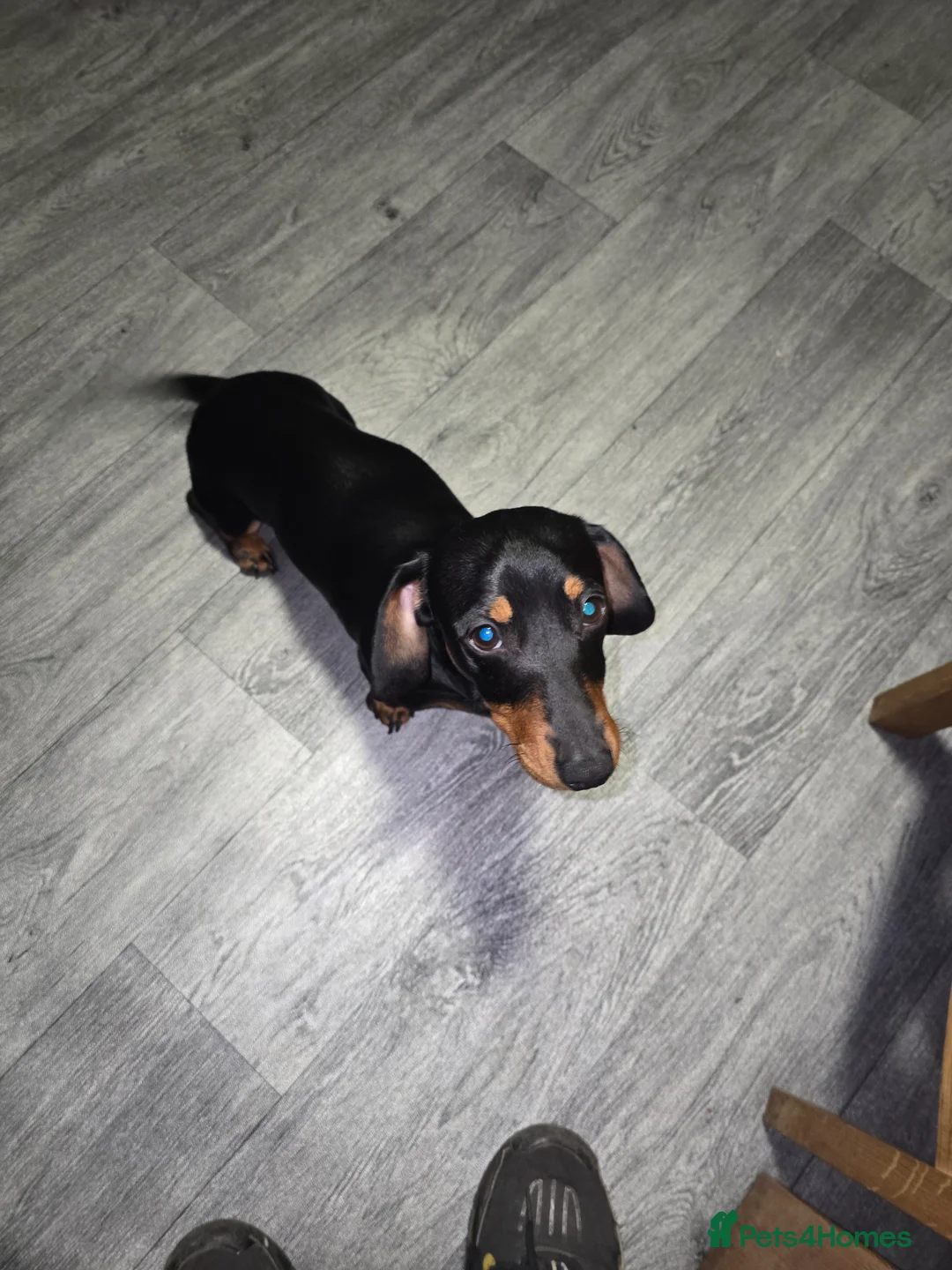 Miniature Dachshund dogs for sale: Miniature dachshund male - Advert 3