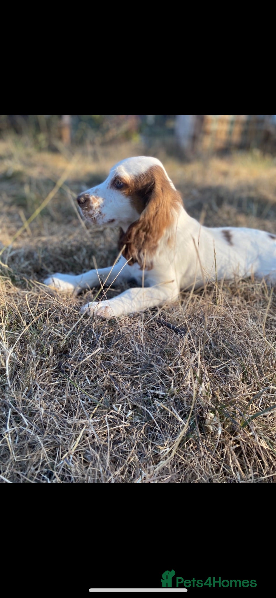 Cocker Spaniel dogs Gorgeous KC Show Cocker Spaniels  - Advert 1