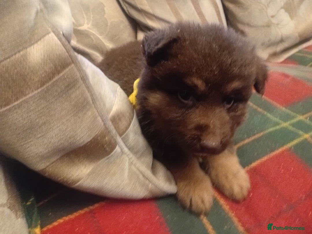 German Shepherd dogs for sale: Rare colours straight backed german shepherds - Advert 18