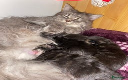 Maine Coon cats for sale: Stunning Maine coone kittens for sale  - Image 5